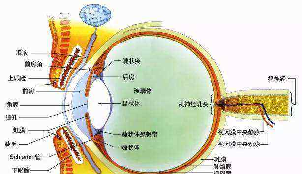 眼球的结构 眼球的结构是什么样的