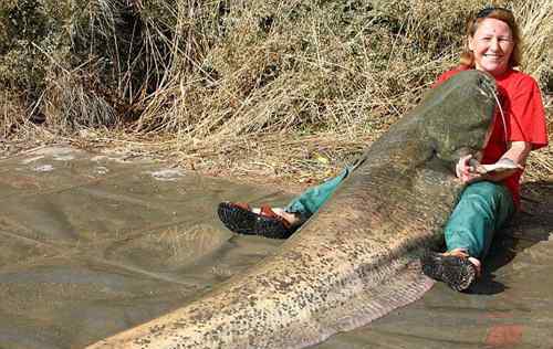 十大巨型鱼 世界上最大的鲶鱼，长2.46米的巨型鲶鱼