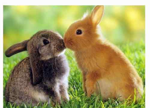 属兔人的最佳婚配属相 属兔的婚姻配对表