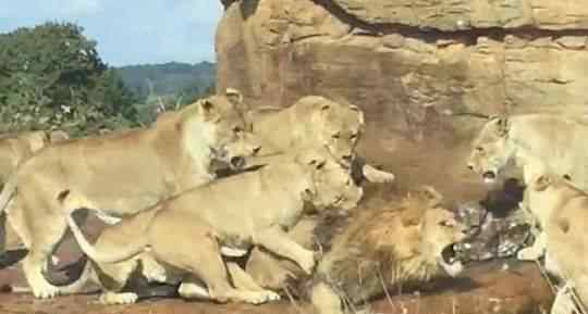 9只母狮围攻一只年老公狮