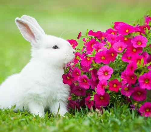 87属兔二次婚姻在几岁 属兔的会在哪一年离婚