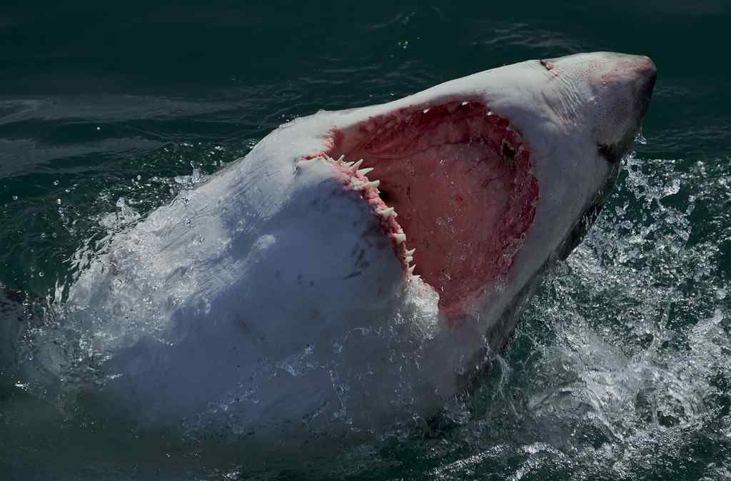 实拍大白鲨捕食猎物瞬间的恐怖场面虎鲸怎么捕食大白鲨呢