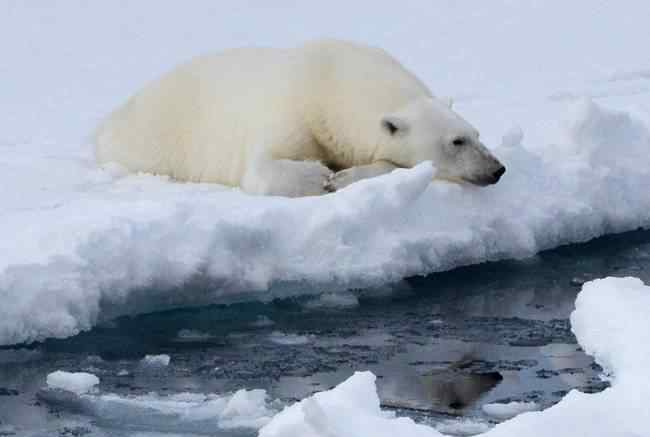 冰川融化对北极熊的危害 全球气候变暖加剧北极熊或将灭绝