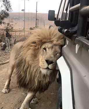 狮子对路过汽车大胆“示爱”