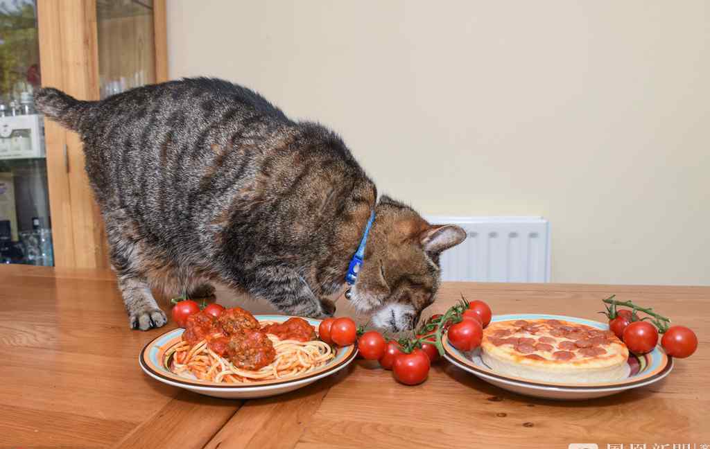 挑食猫只吃意面和披萨