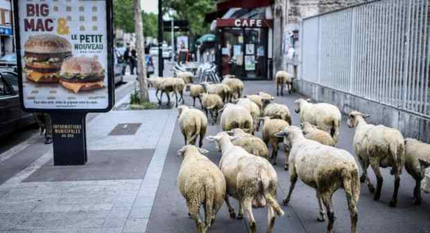 法国15只绵羊注册成为学生