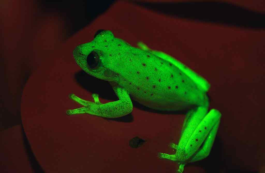 世界上第一次发现“荧光蛙” 会发蓝绿色荧光的南美圆点树蛙