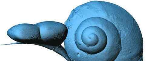 蜗牛琥珀：来自一亿年前蜗牛的凝视