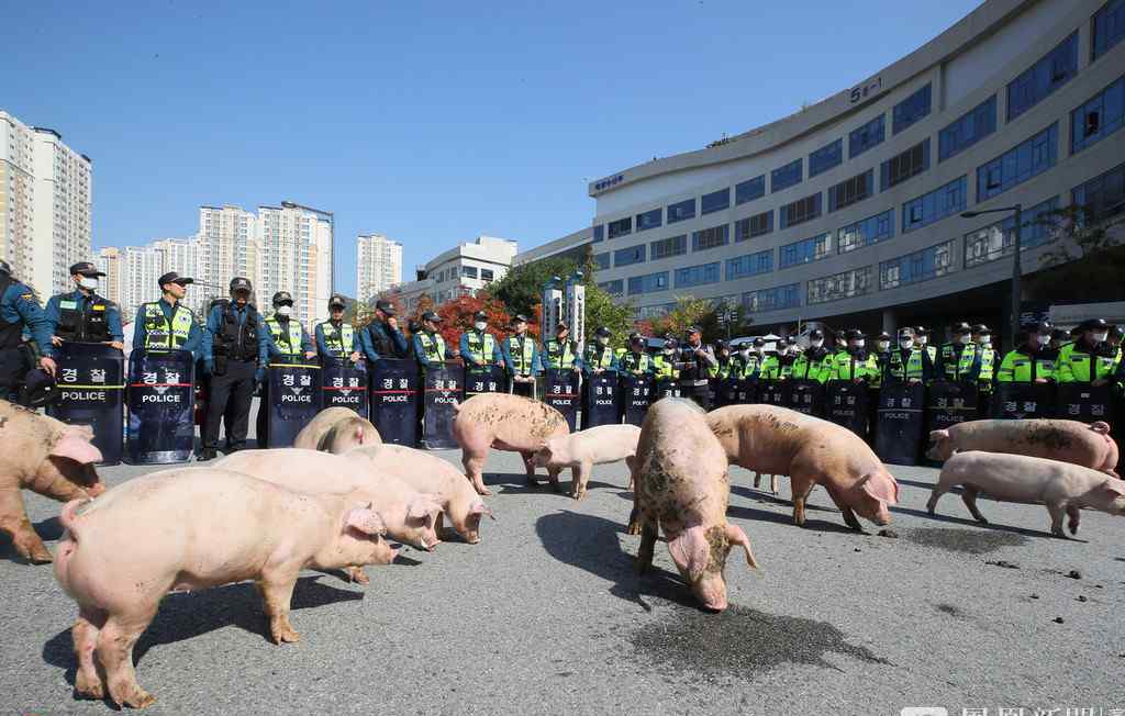 韩养猪户在政府大楼前放跑生猪