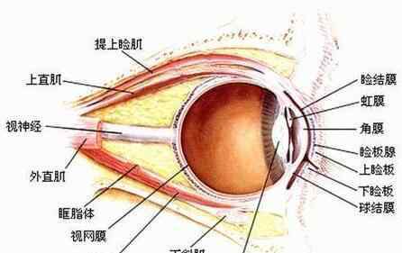 人为啥要闭着眼睛睡觉?睁着不行吗?