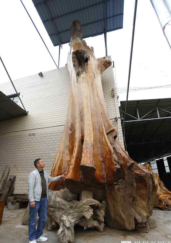 世界最大：树龄4300年金丝楠木 重16吨价值超千万