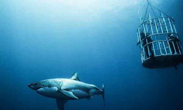 鲨鱼属于什么动物类型 鲨鱼的祖先是什么动物