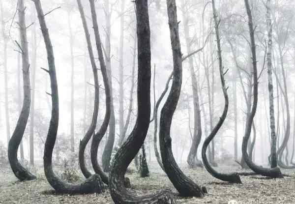 世界十大恐怖森林之一：罗马尼亚牧羊人森林