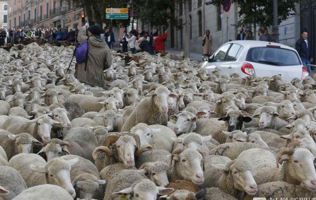 马德里“放牧节” 数千只绵羊逛大街