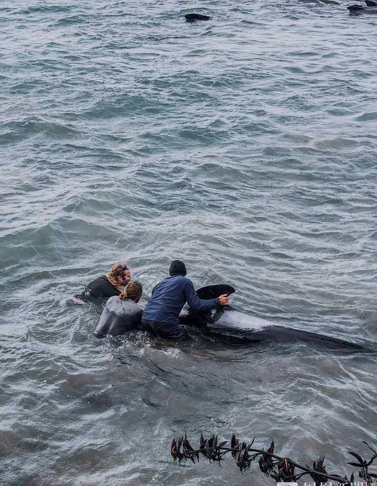 近30头鲸鱼不慎搁浅