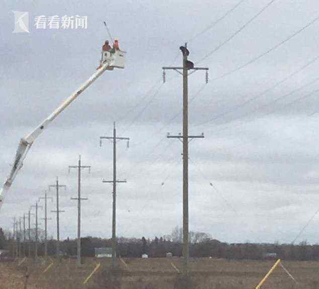 两头熊趴电线杆上睡觉 咋爬上去的?