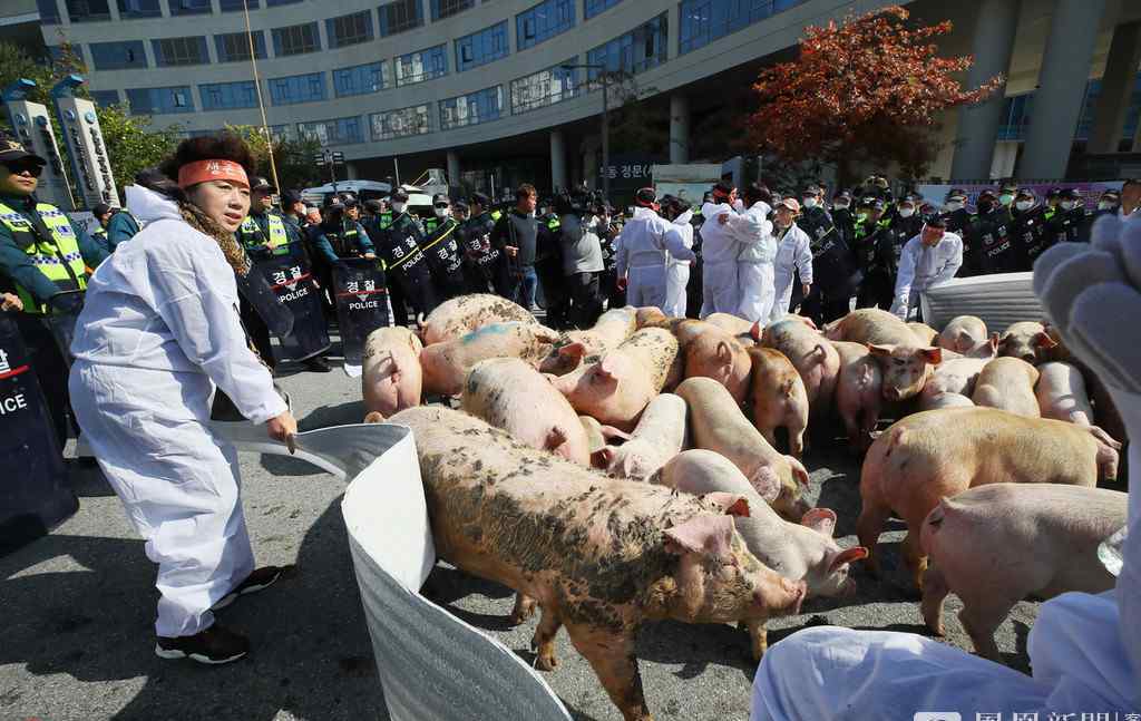 韩养猪户在政府大楼前放跑生猪