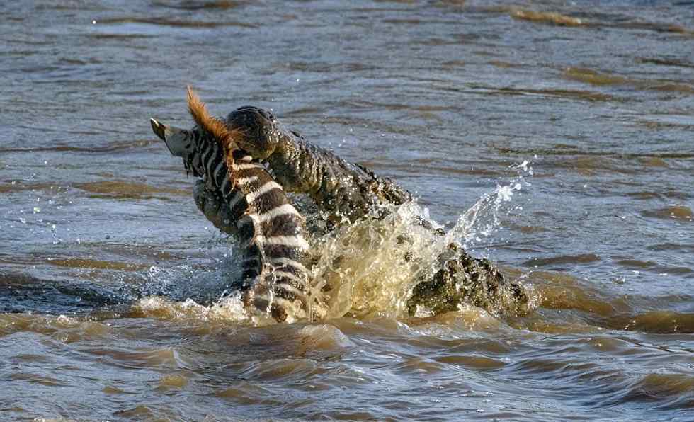 小斑马过河遇鳄鱼袭击 狮子过河遭鳄鱼吃掉