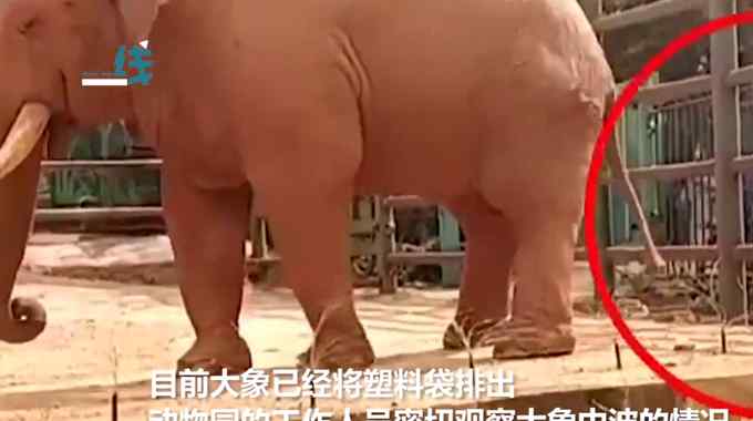 昆明一动物园大象被游客喂塑料袋 不是第一次了！