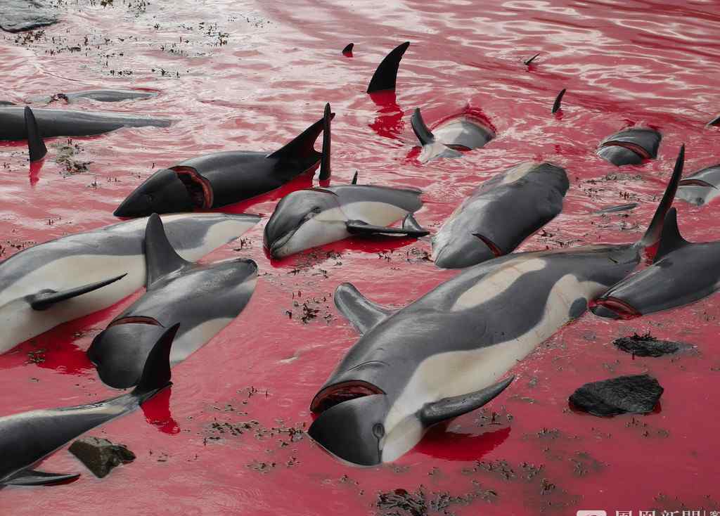 大批海豚被杀 鲜血染红海岸
