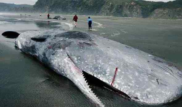 地球十大恐怖海洋生物有哪些 大乌贼食人怪长20米