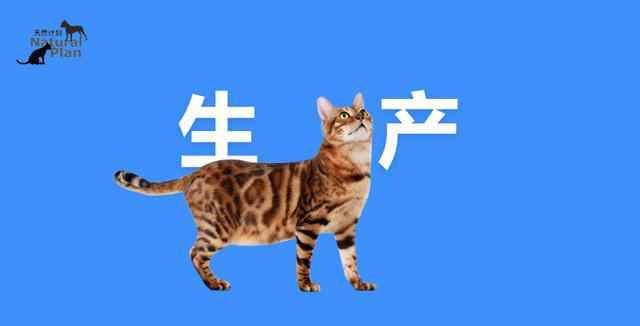 猫咪生产 迎接新生命——猫咪生产指南