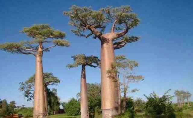 世界最老最长寿的树：世界“最大”的树已经6000多年