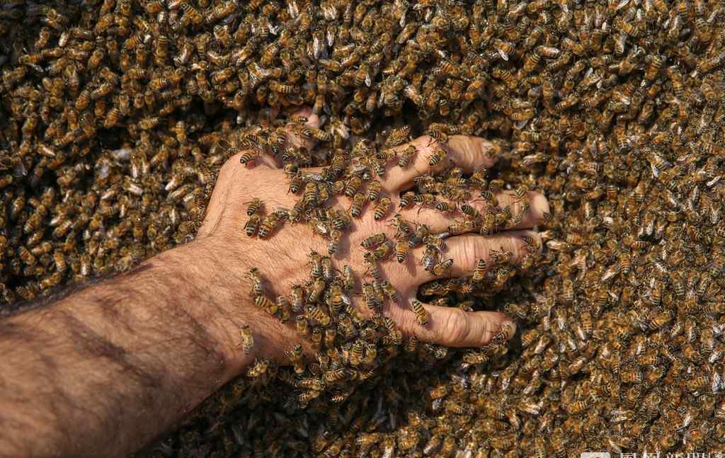 养蜂人Abdulvahap Semo挑战吉尼斯记录 10公斤蜜蜂上身
