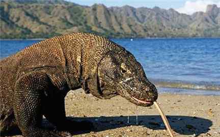 罗布泊巨型蜥蜴吃人案是怎么回事科莫多巨蜥吃人事件有哪些