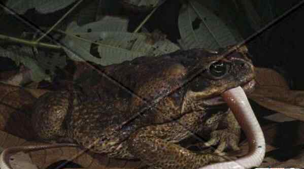 喀麦隆巨蛙的历史与命运 非洲巨型青蛙
