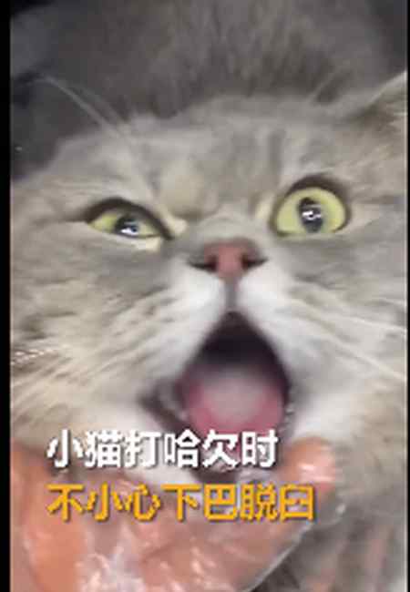 心疼又好笑！猫咪打哈欠下巴脱臼 医生：它其实很痛苦