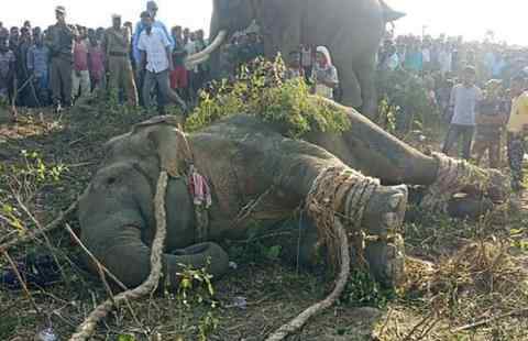 印度大象踩死人事件：踩死5名村民逃亡2周后被捕