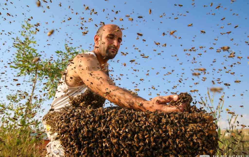 养蜂人Abdulvahap Semo挑战吉尼斯记录 10公斤蜜蜂上身