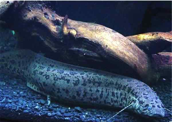 肺鱼能活多久非洲肺鱼生命力有多强 四年内不进食也不会死