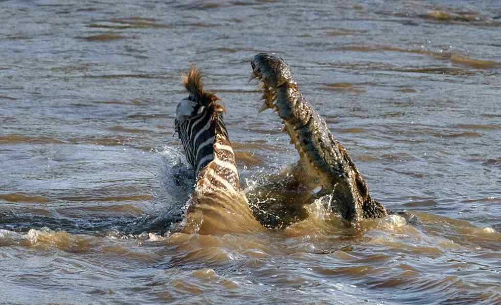 小斑马过河遇鳄鱼袭击 狮子过河遭鳄鱼吃掉