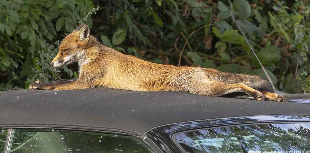 小狐狸趴在车顶晒太阳