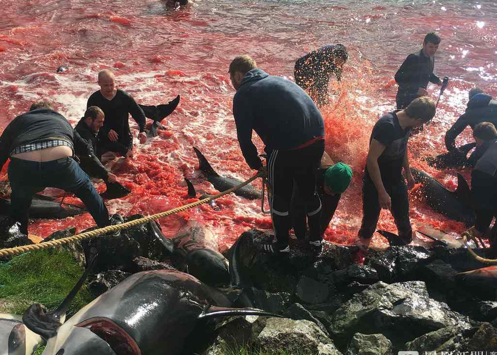 大批海豚被杀 鲜血染红海岸
