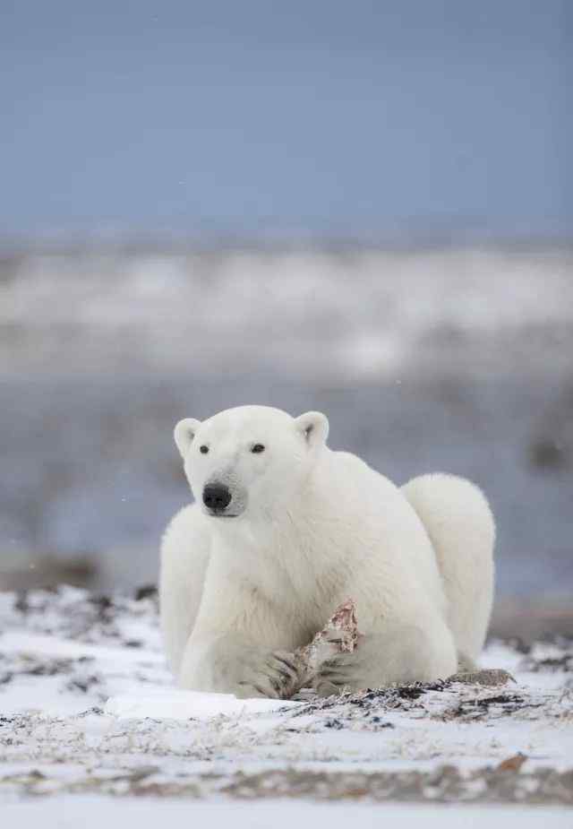 北极熊的毛其实是透明的 关于北极熊的冷知识