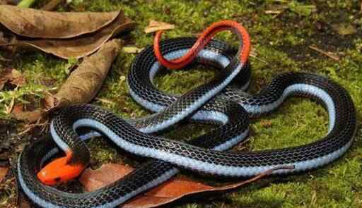 全球最漂亮十种蛇：蓝长腺珊瑚蛇 魔鬼蛇 加州红边袜带蛇