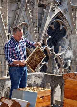 圣母院15万只蜜蜂生死未卜