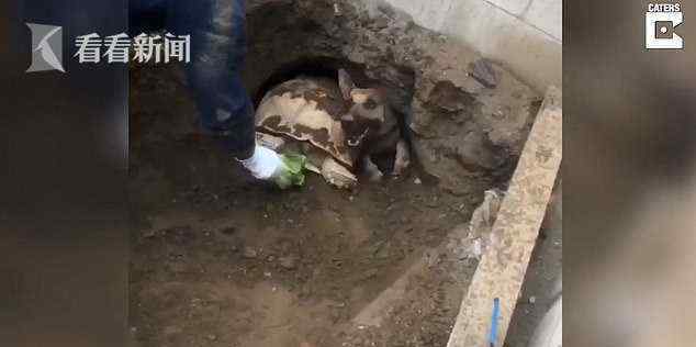 牧羊犬被巨型乌龟堵在洞里出不来 一把生菜救场