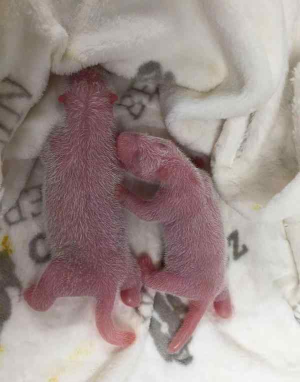成都旅德大熊猫“梦梦”诞下一对双胞胎