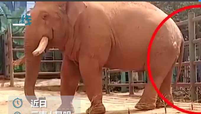 昆明一动物园大象被游客喂塑料袋 不是第一次了！