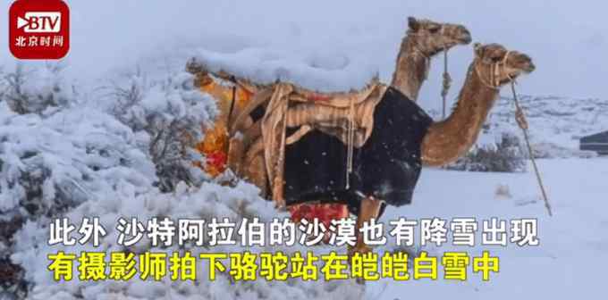 骆驼在撒哈拉沙漠雪中漫步