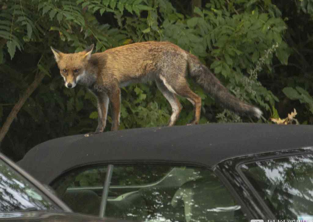 小狐狸趴在车顶晒太阳
