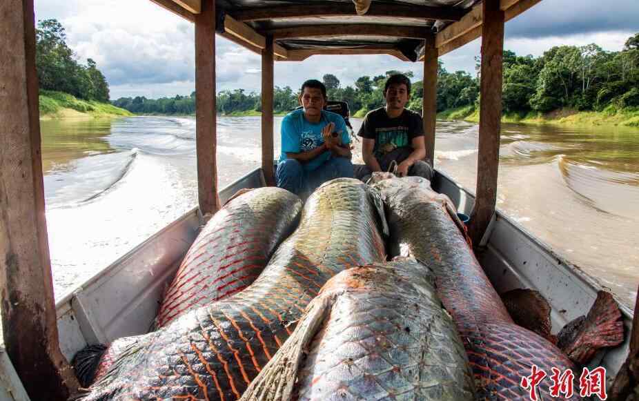 世界最大淡水鱼种群恢复