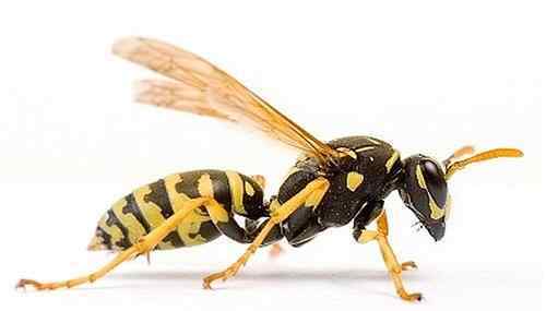 世界上最恐怖的十种昆虫 十大最恐怖虫子