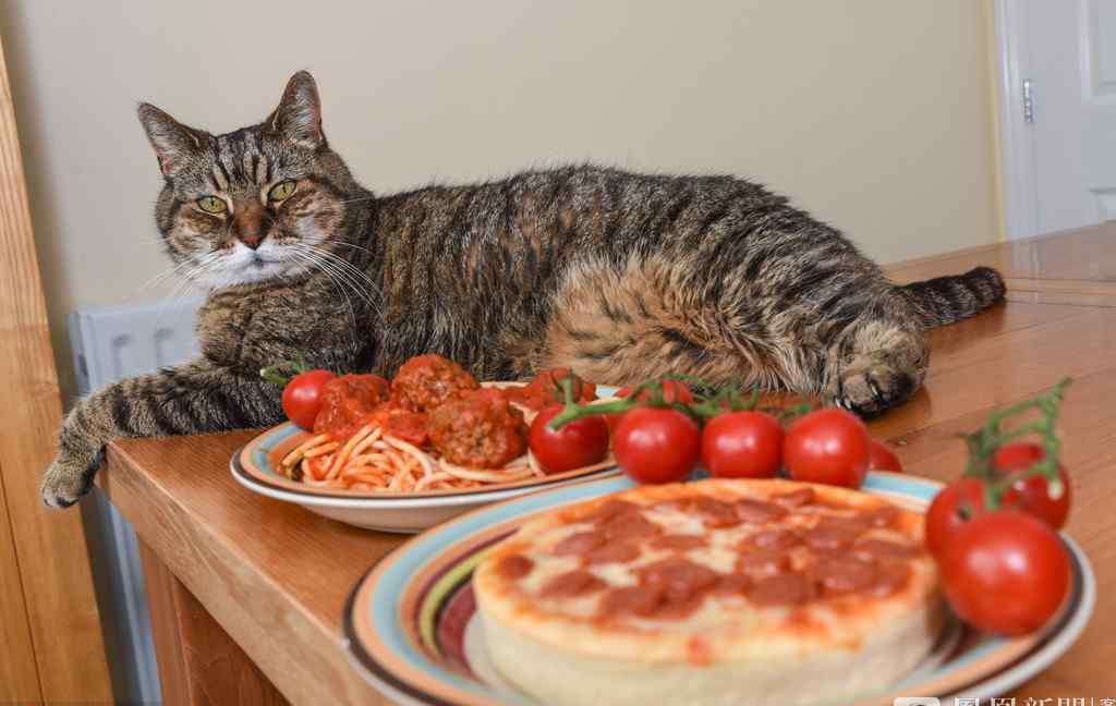 挑食猫只吃意面和披萨