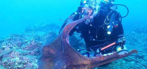 巨型章鱼突然从深海礁石上起身 扑向潜水员