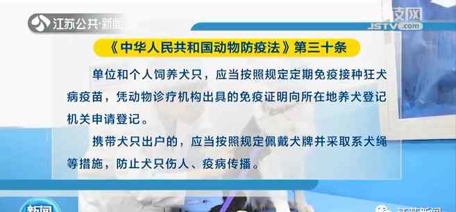 遛狗不牵绳？违法！即将正式施行 具体是什么情况？